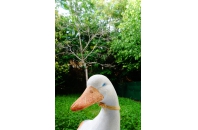 Une de ses rares sorties en plein air